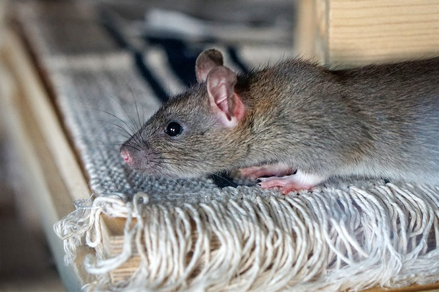 Five Mistakes You Should Not Make When Dealing with a Rat Infestation in Round Rock, TX